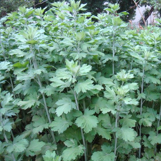 艾草种子食用药用野生艾草种籽艾叶种子艾种籽春季艾蒿种子苗-图0