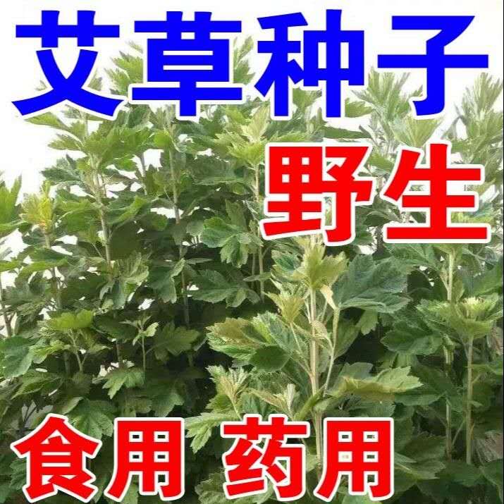 艾草种子种植食用艾草种籽药用野生艾草种孑大叶艾蒿青蒿四季驱蚊 - 图0