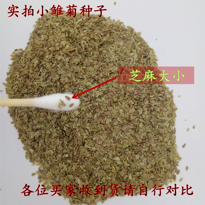 小雏菊花种子 雏菊种子 四季播种花卉种子多年生阳台盆栽花籽