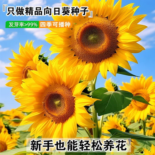 食用向日葵种子长杆葵花种籽大粒瓜籽葵种子庭院菜园葵花种子大全 - 图2