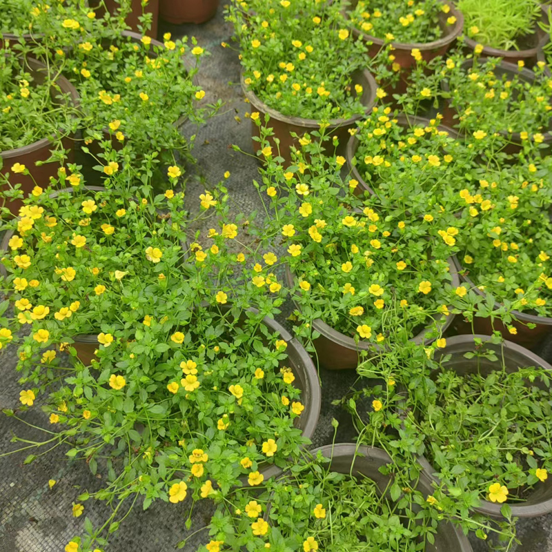 金沙蔓地被植物耐寒耐晒耐踩盆栽黄金草阳台庭院花园工程种植-图2