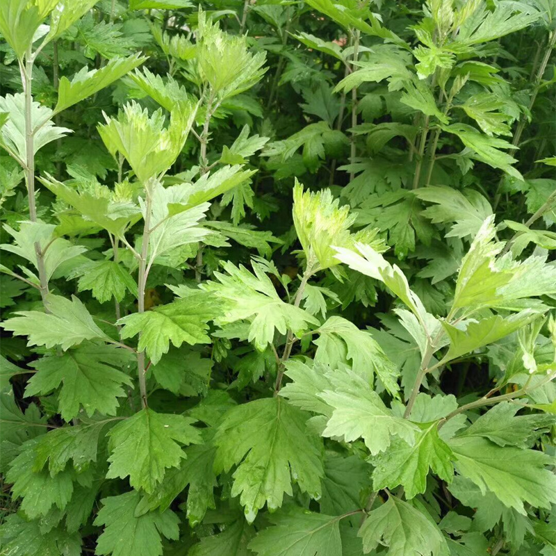 艾草种子艾叶香草四季遏草驱蚊阳台盆栽泡澡食用青团香艾绒籽包邮