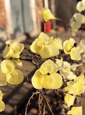 红色梅花蜡烛家用无烟无味做梅花