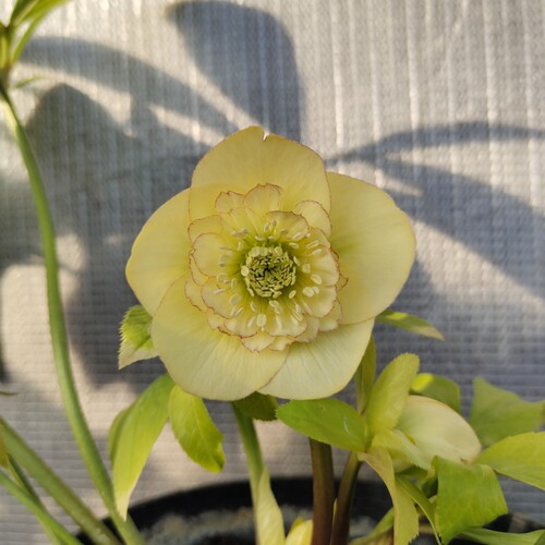 博众1加仑耐寒日系铁筷子花苗庭院花园宿根冬春开花盆栽植物 - 图1