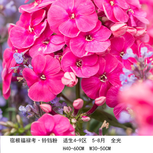 博众喜阳耐寒福禄 考荷兰小姐 庭院花园圆锥伞形花序宿根盆栽花卉 - 图2