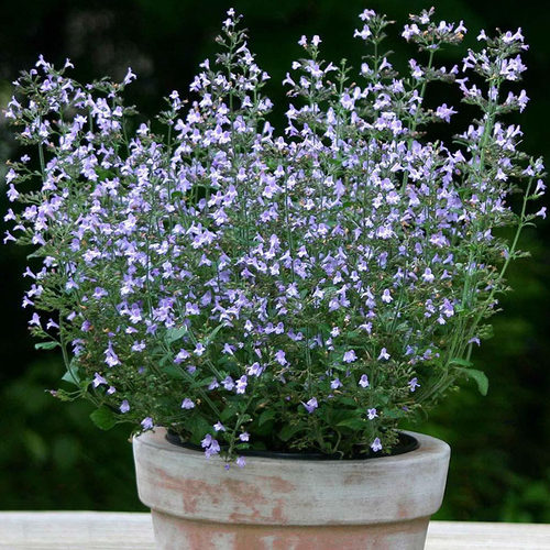 园也 假荆芥新风轮菜耐寒耐热花期长盆栽花园植物 - 图0