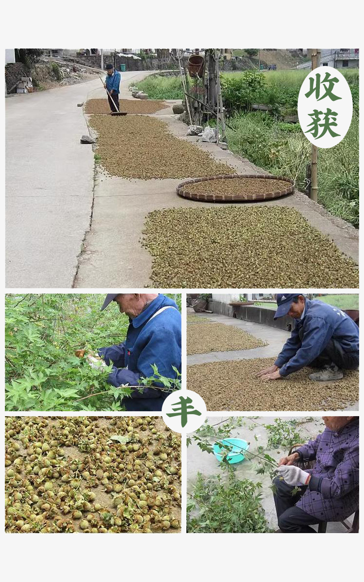 浙江掌叶覆盆子中药材正品非野生覆盆子泡水茶干覆盘复盆子粉新鲜-图3