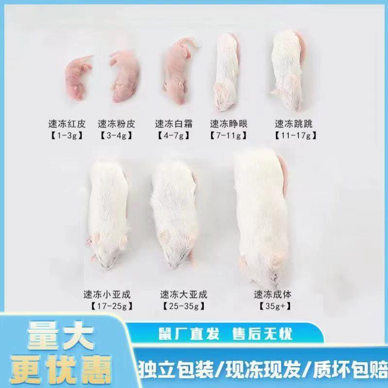 杀菌冷冻红皮乳鼠喂蛇冰冻活小白鼠喂猫宠物蛇食物角蛙蛙粮饲料@-图3