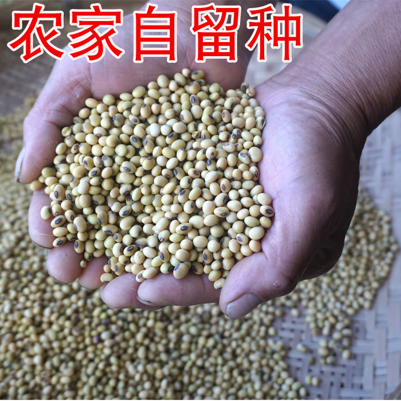 3斤散装 打豆浆专用黄豆2023农家新鲜自种免邮笨小粒黄豆 发豆芽 - 图0