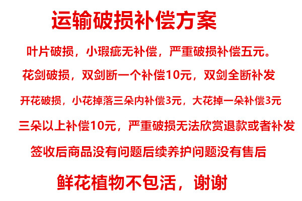 成熟蝴蝶兰大苗开花带花苞室内客厅阳台家养花苞多直播间专拍链接 - 图2