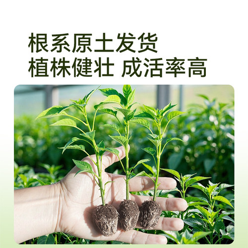 史丹利小米椒辣椒苗朝天椒樟树港秧苗四季盆栽南方北方蔬菜苗大全 - 图1