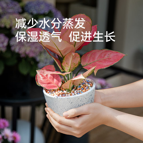 史丹利彩色陶粒水培专用铺面石养花垫底花盆种花颗粒园艺陶粒土球 - 图0