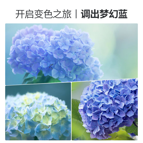 史丹利绣球调蓝剂硫酸铝绣球花专用肥料调兰剂调色剂秀球变蓝改色 - 图2