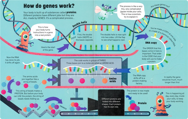 Usborne See Inside Genes and DNA 尤斯伯恩 看里面揭秘系列 基因和DNA 儿童科普 少儿百科入门翻翻书 课外读物 英文原版进口图书 - 图0