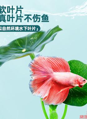荷叶栖息观赏鱼缸专用斗鱼休息叶摆件水族箱睡床躲避叶叶树叶小型