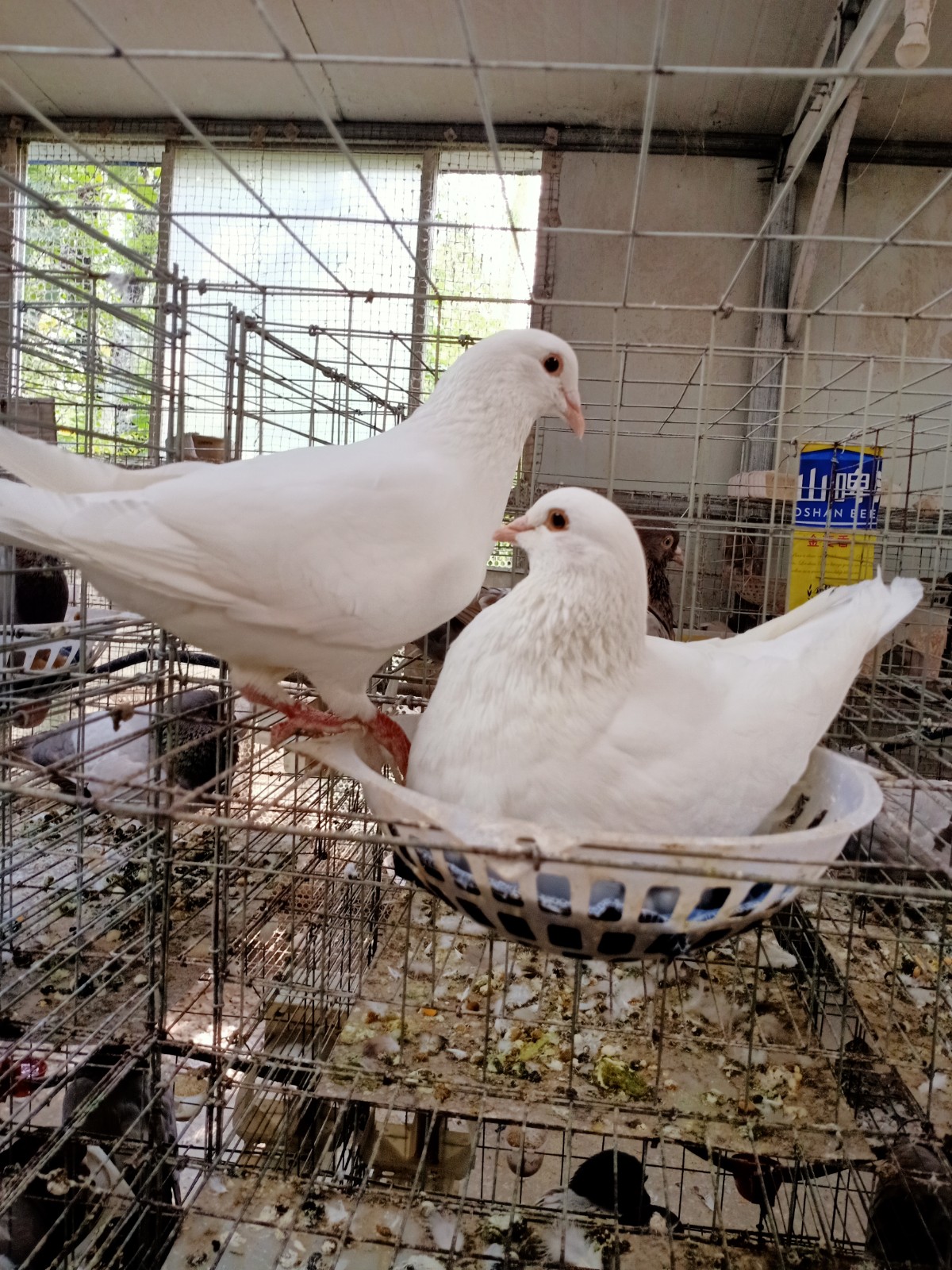 鸽子活一对白羽王银王原配种鸽肉鸽小鸽幼鸽青年鸽包下蛋包活免邮-图3