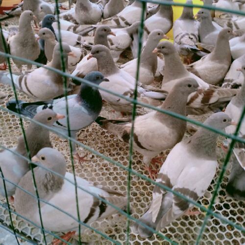 鸽子活物一对白羽王银王原配种鸽成年肉鸽青年包下蛋包活包邮 - 图1