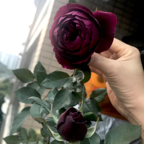 日本大花浓香月季花苗皇宫紫黑包子型四季开阳台花园玫瑰盆栽花卉 - 图1