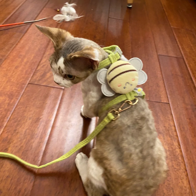 德文牵引绳卷毛猫外出专用防挣脱工字无毛猫溜绳子斯芬克斯小猫咪,淘宝优惠券,粉丝福利购,淘宝优惠卷