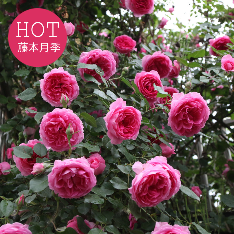 超达花卉藤本月季花苗爬藤植物庭院阳台大花浓香玫瑰盆栽花卉蔷薇,淘宝优惠券,粉丝福利购,淘宝优惠卷