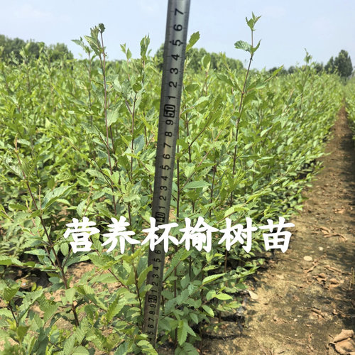 榆树苗白榆树榆钱树荒山复绿护土固坡耐寒好养庭院种植绿化苗木 - 图2
