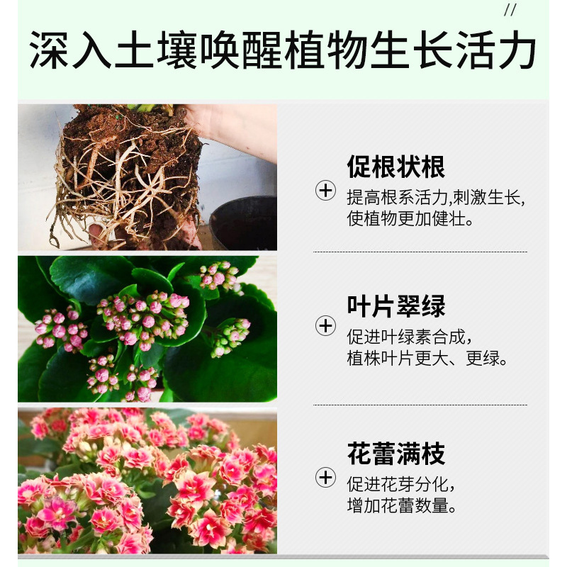 长寿花专用营养液开花养花促花治白粉病植物免稀释叶面通用型肥料 - 图1