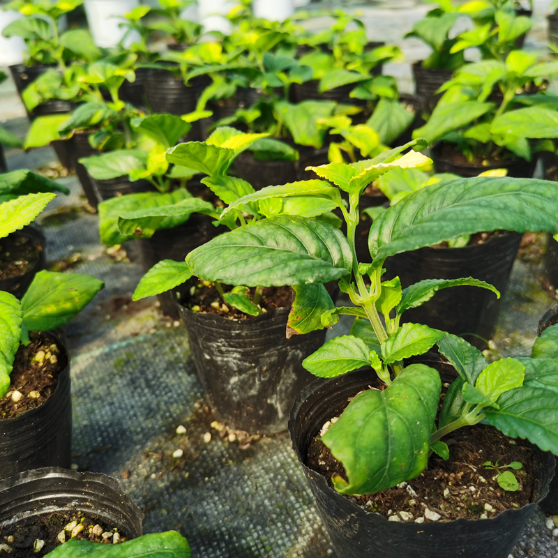 云南糯米香茶树苗食用香草室内绿植盆栽浓香型糯米香茶苗叶子泡茶 - 图0