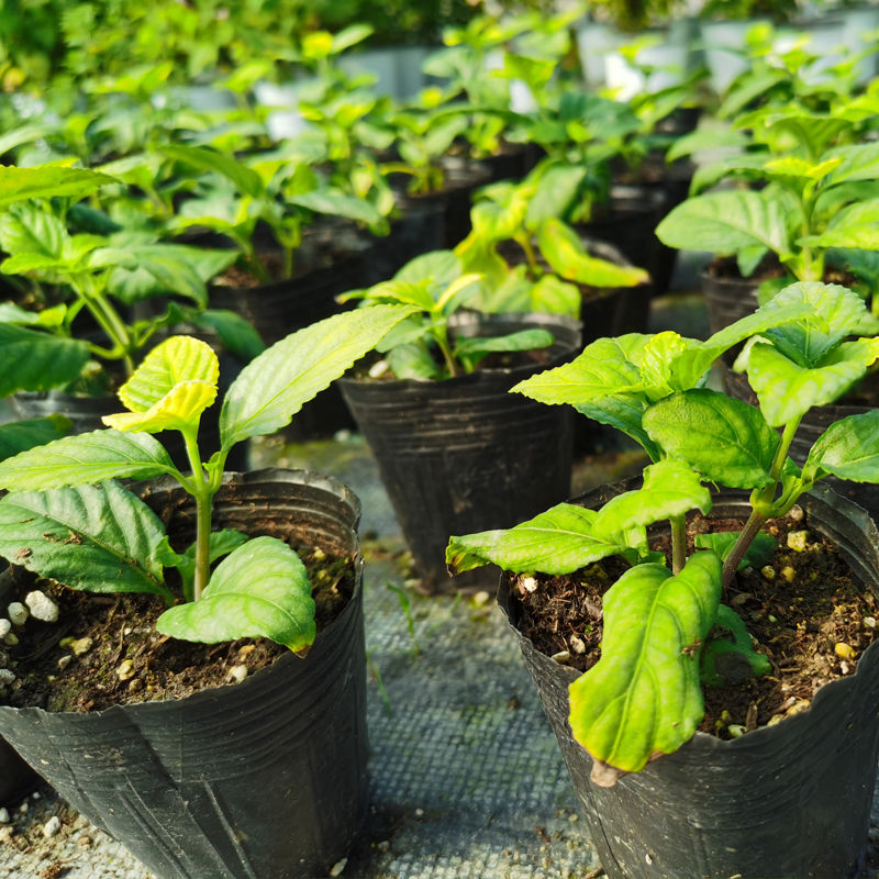 云南糯米香茶树苗食用香草室内绿植盆栽浓香型糯米香茶苗叶子泡茶 - 图1