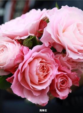 阳台大花微月海神王玫瑰花苗盆栽庭院浓香四季观花植物月季花