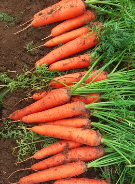 耐热耐寒胡萝卜种孑孑四季夏秋播七寸参红色高产菜园盆栽蔬菜种孑