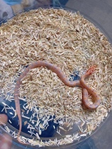 Toy Snake Real Disposable box Professional rearing artificially cultured boxes only provide reference film invalid