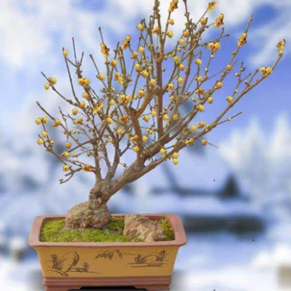 腊梅花树苗盆栽室内外老桩梅花盆景庭院耐寒花卉植物浓香素心腊梅,淘宝优惠券,粉丝福利购,淘宝优惠卷