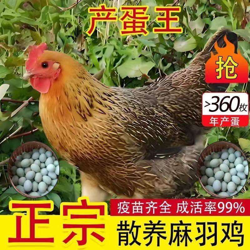 1.5斤麻羽土鸡小鸡活苗纯种青脚麻羽鸡正宗绿壳蛋鸡脱温土鸡苗,淘宝优惠券,粉丝福利购,淘宝优惠卷