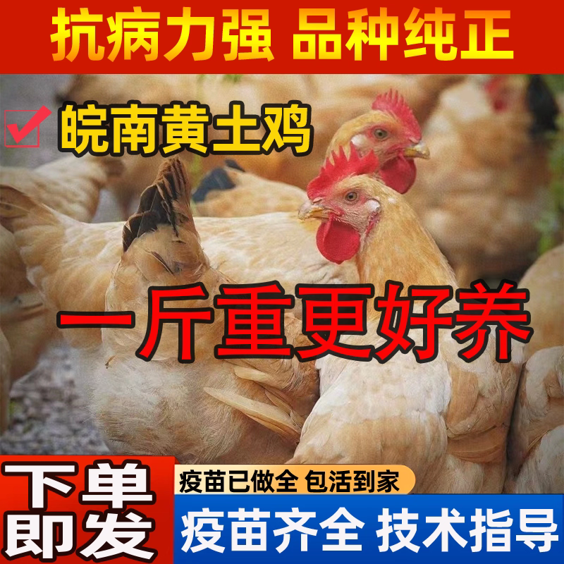 纯种皖南土鸡活苗半大小土鸡苗高产蛋农村散养柴鸡小鸡仔小鸡活苗,淘宝优惠券,粉丝福利购,淘宝优惠卷