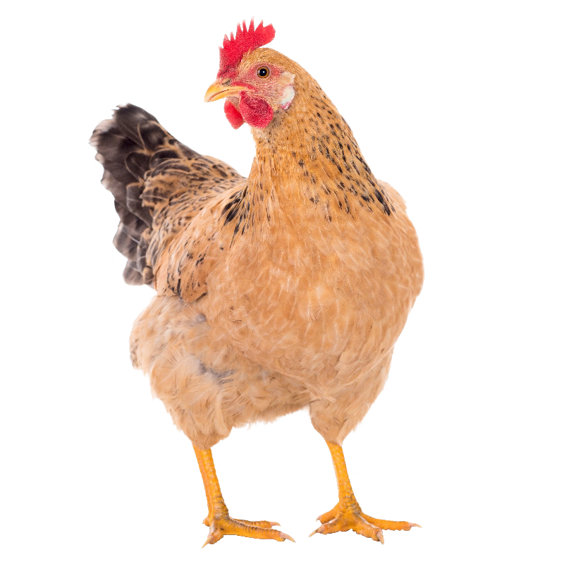 纯种皖南土鸡活苗半大小土鸡苗高产蛋农村散养柴鸡小鸡仔小鸡活苗,淘宝优惠券,粉丝福利购,淘宝优惠卷