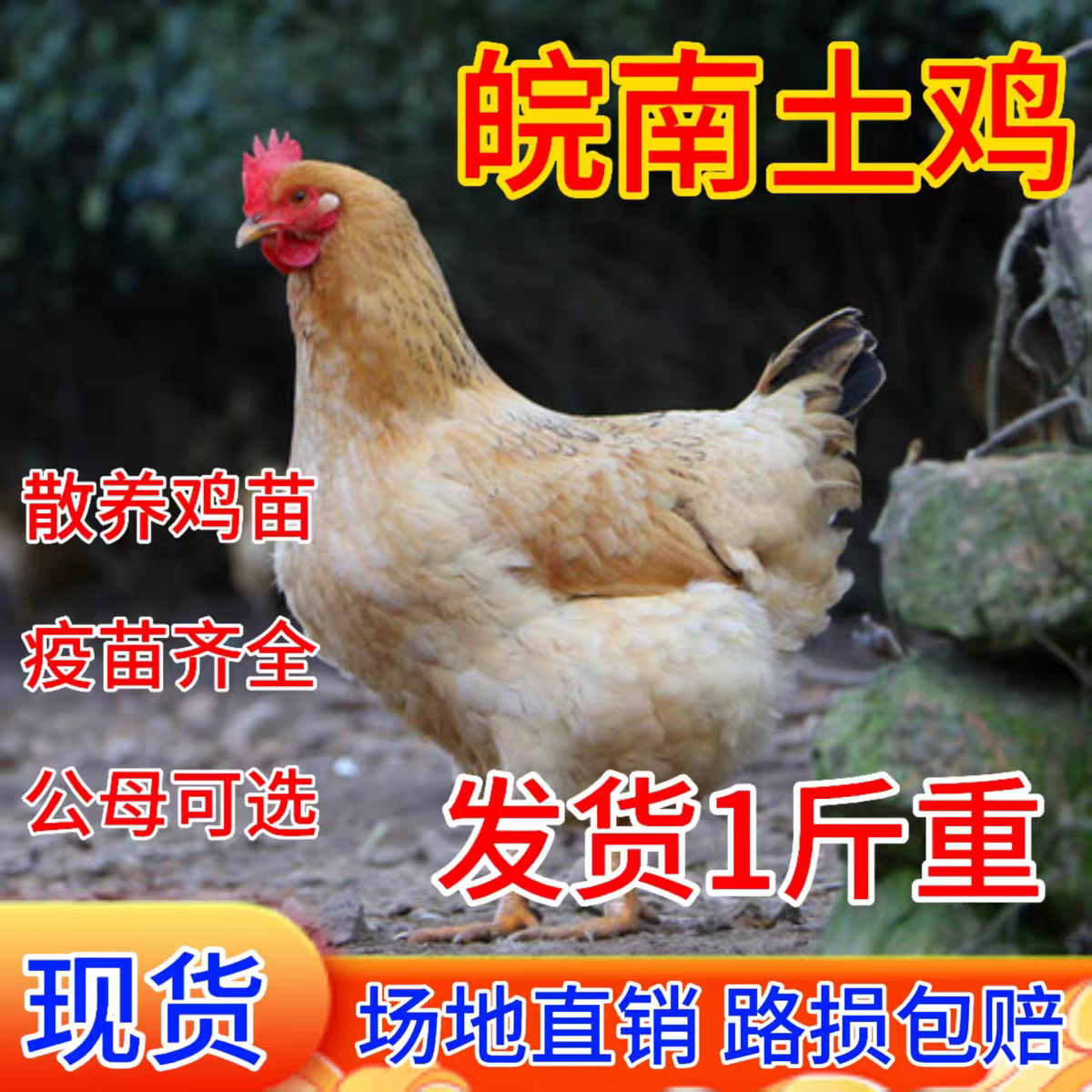 纯种皖南土鸡活苗半大小土鸡苗高产蛋农村散养柴鸡小鸡仔小鸡活苗,淘宝优惠券,粉丝福利购,淘宝优惠卷