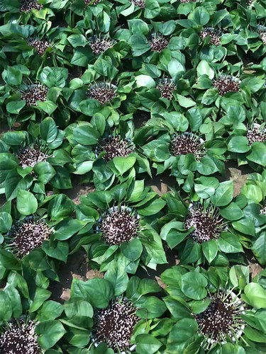 出口级大颗粒珍珠岩蛭石营养土育苗栽种花土园艺膨胀保水透气介质 - 图2