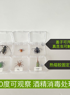 原虫标本真昆虫标本自然科普