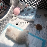 Клейкий рис на пару булочки с одной и той же вдохновенной собакой все хлопковое мультфильм удобный и теплый молотый щенки щенки для собачьих гнезд влаги