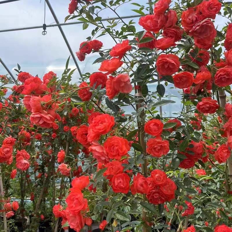 直播正品红木香四季开花花苗爬藤植物特大苗盆栽耐寒耐热基本无刺,淘宝优惠券,粉丝福利购,淘宝优惠卷