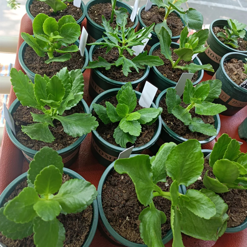 长寿花花苗盆栽重瓣大花特大号四季开花小苗耐寒易活金狐狸植物 - 图1