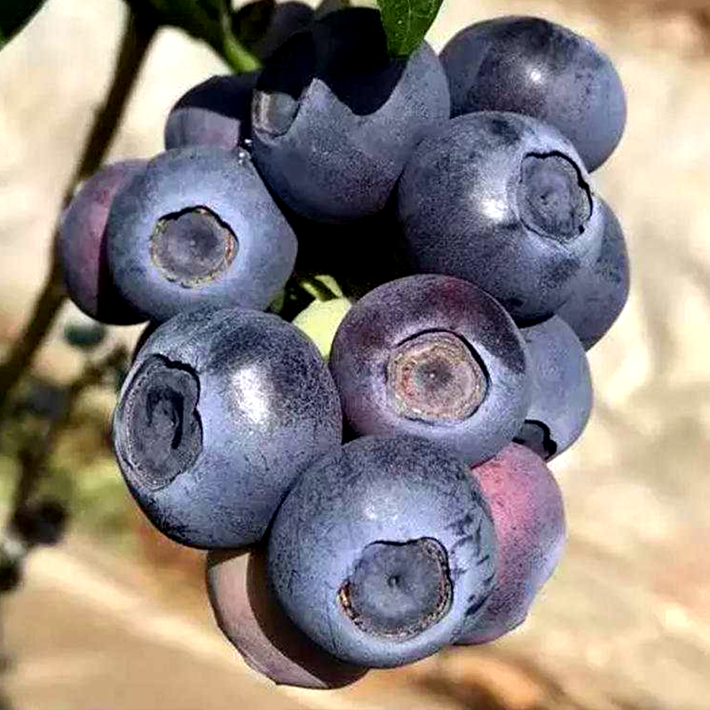 蓝莓爸爸生态园蓝莓老爸蓝莓鲜果当季云南大果新鲜现摘时令水果辅食顺丰包邮3