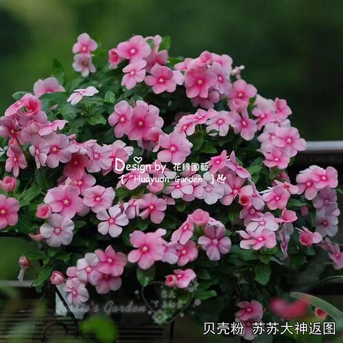 花缘咸菜 观赏花卉种子*荷兰SG*垂吊长春花*卡拉瀑布5粒 耐热耐雨 - 图0
