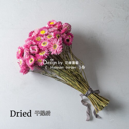 花缘咸菜 进口观赏花种子*永生菊*千年菊*小丑10粒 终年不谢 - 图1