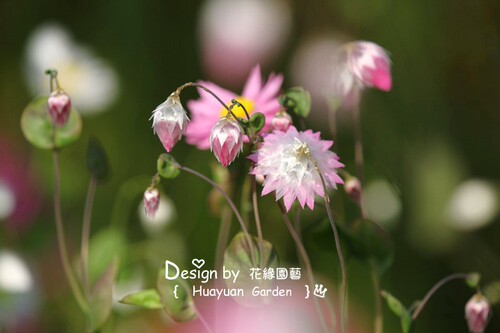 花缘咸菜 美国进口观赏花种*鲁丹鸟/鳞托菊10粒 终年不谢可做切花 - 图3