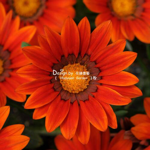 花缘咸菜 进口观赏花种子*勋章菊*新日/热吻/大笑吻/小丑5-10粒 - 图3