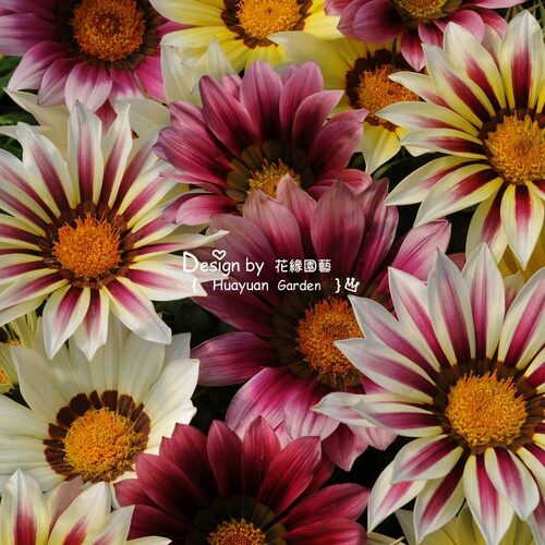 花缘咸菜 进口观赏花种子*勋章菊*新日/热吻/大笑吻/小丑5-10粒 - 图2