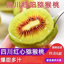 Fruit Nest Town Spot Red Yang Sichuan Red Hearts Kiwi Fruit Peach Should Season When Season Mud Monkey Peach Now Pick Fresh Fruit Chic Exotic Fruits