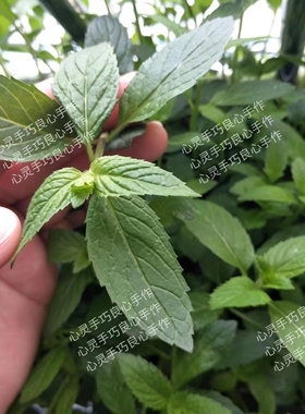 艾草薄荷膏驱蚊防蚊止痒纯手工天然无添加孕婴老少皆宜居家户外备