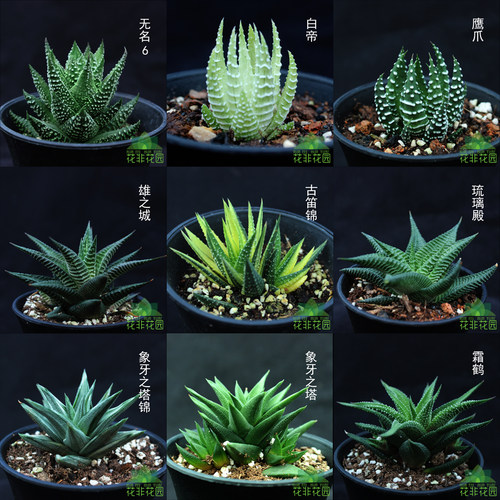 夏天好养多肉植物 盆栽 室内吸甲醛防辐射百合科十二卷属硬叶条纹 - 图0